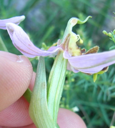 Ophrys apifera?